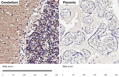 Anti-VGluT1 antibody used in IHC (Paraffin sections) (IHC-P). GTX133148
