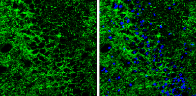 Anti-GABA Transporter 1 / GAT1 antibody used in IHC (Frozen sections) (IHC-Fr). GTX133150