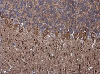 Anti-PSD95 antibody used in IHC (Paraffin sections) (IHC-P). GTX133167