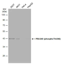 Anti-PRAS40 (phospho Thr246) antibody used in Western Blot (WB). GTX133176
