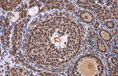 Anti-TBP antibody used in IHC (Paraffin sections) (IHC-P). GTX133204
