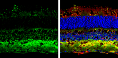 Anti-Contactin 1 antibody used in IHC (Frozen sections) (IHC-Fr). GTX133205