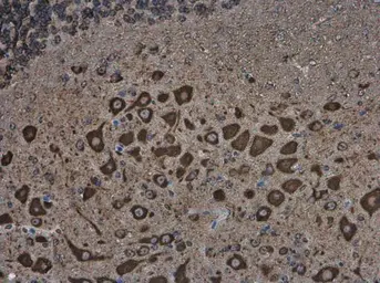 Anti-MAP1B antibody used in IHC (Paraffin sections) (IHC-P). GTX133209