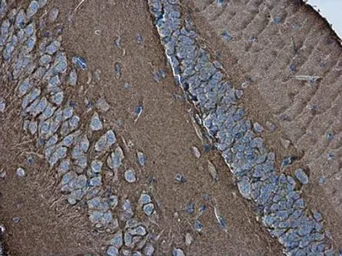 Anti-NCAM antibody used in IHC (Paraffin sections) (IHC-P). GTX133217