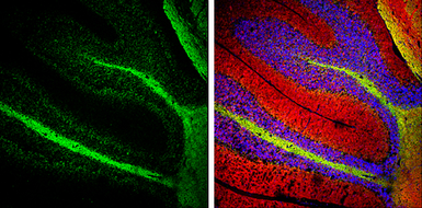 Anti-NF-M antibody used in IHC (Frozen sections) (IHC-Fr). GTX133218
