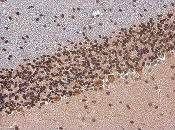 Anti-TBR1 antibody used in IHC (Paraffin sections) (IHC-P). GTX133228