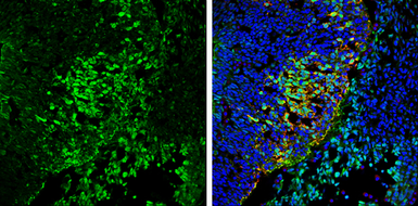 Anti-VAMP2 antibody used in IHC (Frozen sections) (IHC-Fr). GTX133241