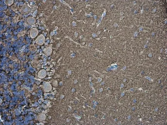 Anti-VAMP2 antibody used in IHC (Paraffin sections) (IHC-P). GTX133241