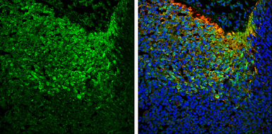 Anti-NSE antibody used in IHC (Frozen sections) (IHC-Fr). GTX133249