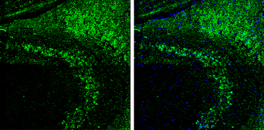 Anti-Vesicular Acetylcholine Transporter antibody used in IHC (Frozen sections) (IHC-Fr). GTX133251