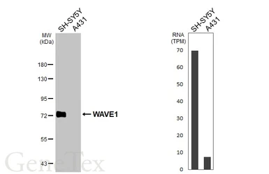 Anti-WAVE1 antibody used in Western Blot (WB). GTX133263