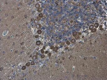 Anti-DLGAP1 antibody used in IHC (Paraffin sections) (IHC-P). GTX133264