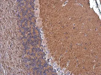 Anti-CASPR antibody used in IHC (Paraffin sections) (IHC-P). GTX133272