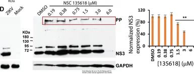 Anti-Zika virus NS3 protein antibody used in Western Blot (WB). GTX133309