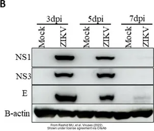 Anti-Zika virus NS3 protein antibody used in Western Blot (WB). GTX133309