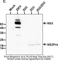 Anti-Zika virus NS3 protein antibody used in Western Blot (WB). GTX133309