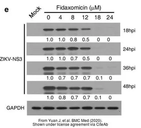 Anti-Zika virus NS3 protein antibody used in Western Blot (WB). GTX133309