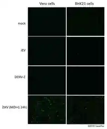 Anti-Zika virus Envelope protein antibody used in Immunocytochemistry/ Immunofluorescence (ICC/IF). GTX133314