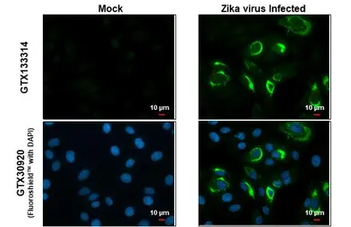 Anti-Zika virus Envelope protein antibody used in Immunocytochemistry/ Immunofluorescence (ICC/IF). GTX133314