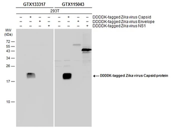 Anti-Zika virus Capsid protein antibody used in Western Blot (WB). GTX133317