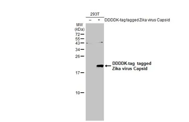 Anti-Zika virus Capsid protein antibody used in Western Blot (WB). GTX133317