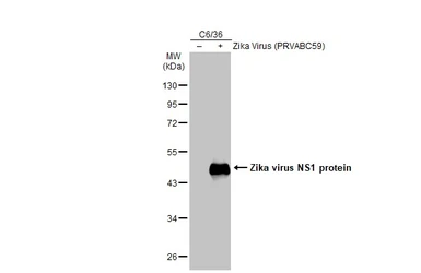 Anti-Zika virus NS1 protein antibody used in Western Blot (WB). GTX133323