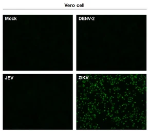 Anti-Zika virus Envelope protein antibody used in Immunocytochemistry/ Immunofluorescence (ICC/IF). GTX133325