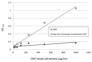 Anti-Zika virus Envelope protein antibody used in ELISA (ELISA). GTX133326