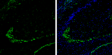 Anti-DPP6 antibody used in IHC (Frozen sections) (IHC-Fr). GTX133338