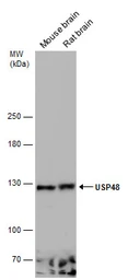 Anti-USP48 antibody used in Western Blot (WB). GTX133346