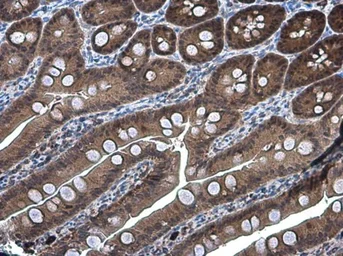 Anti-DARPP-32 antibody used in IHC (Paraffin sections) (IHC-P). GTX133350