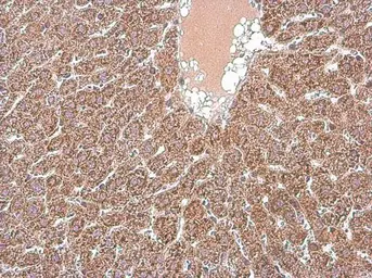 Anti-MFN1 antibody used in IHC (Paraffin sections) (IHC-P). GTX133351