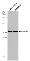 Anti-OTUB1 antibody used in Western Blot (WB). GTX133353