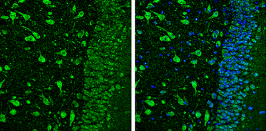 Anti-Neuregulin-1 antibody used in IHC (Paraffin sections) (IHC-P). GTX133355