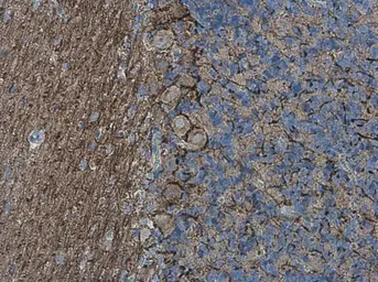 Anti-alpha Internexin antibody used in IHC (Paraffin sections) (IHC-P). GTX133356