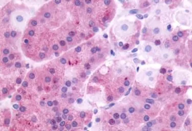 Anti-GRPR antibody used in IHC (Paraffin sections) (IHC-P). GTX13339