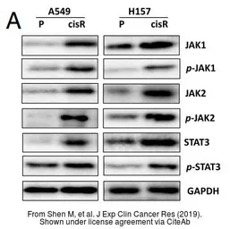 Anti-STAT3 (phospho Tyr705) antibody used in Western Blot (WB). GTX133464