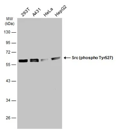 Anti-Src (phospho Tyr530) antibody used in Western Blot (WB). GTX133473