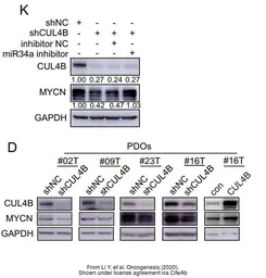 Anti-n-Myc antibody used in Western Blot (WB). GTX133721