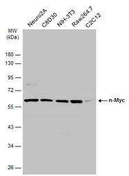 Anti-n-Myc antibody used in Western Blot (WB). GTX133721