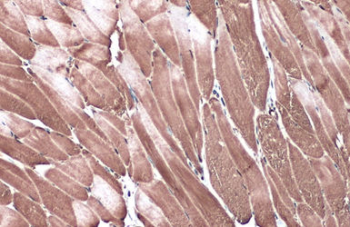 Anti-C3G antibody used in IHC (Paraffin sections) (IHC-P). GTX133726
