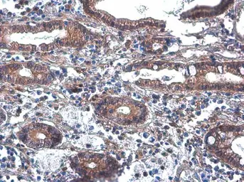 Anti-PLCB2 antibody used in IHC (Paraffin sections) (IHC-P). GTX133765