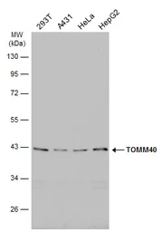Anti-TOMM40 antibody used in Western Blot (WB). GTX133772