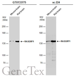 Anti-RASGRF1 antibody used in Western Blot (WB). GTX133775