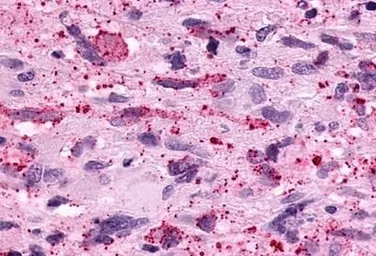Anti-PTGER3 antibody used in IHC (Paraffin sections) (IHC-P). GTX13381