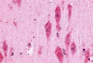 Anti-PTGER3 antibody used in IHC (Paraffin sections) (IHC-P). GTX13381