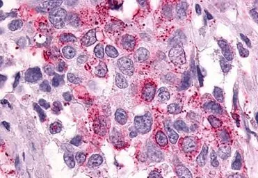 Anti-PTGER3 antibody used in IHC (Paraffin sections) (IHC-P). GTX13381