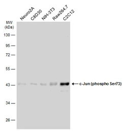 Anti-c-Jun (phospho Ser73) antibody used in Western Blot (WB). GTX133873