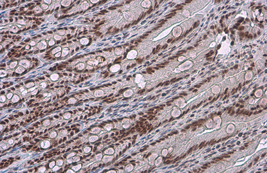 Anti-c-Jun (phospho Ser73) antibody used in IHC (Paraffin sections) (IHC-P). GTX133873