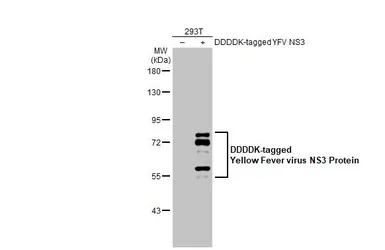 Anti-Yellow Fever virus NS3 Protein antibody used in Western Blot (WB). GTX133958